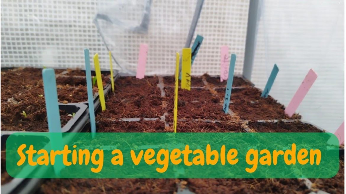 starting my vegetable garden