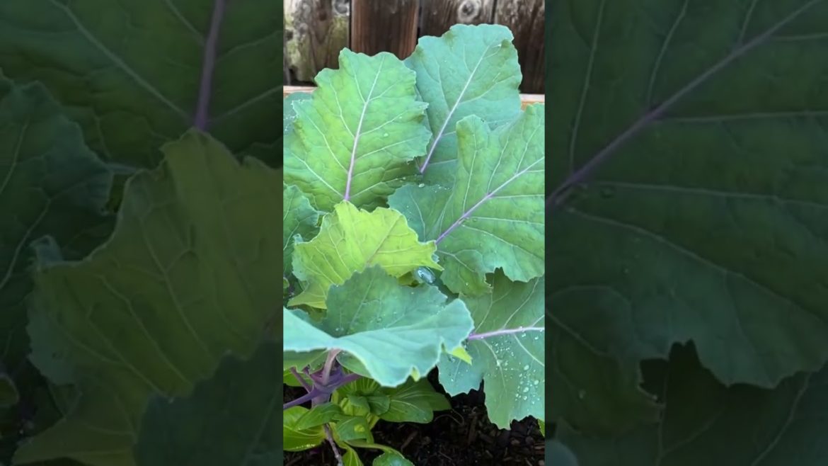 Pinoy Backyard Edible Garden in LA 🌱 #shorts #shortvideo