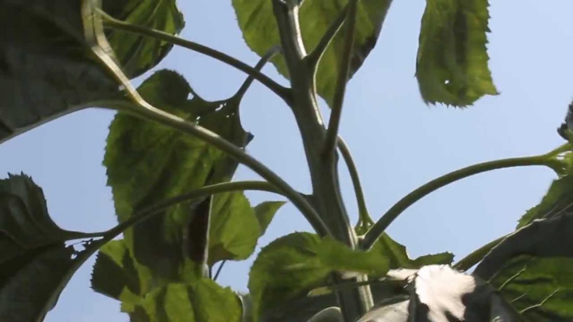 Edible Organic Front Yard Garden in San Diego Edible Organic Front Yard Garden in San Diego