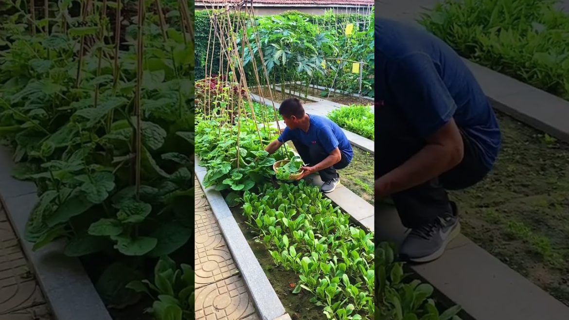 happened with garden at home happened with garden at home