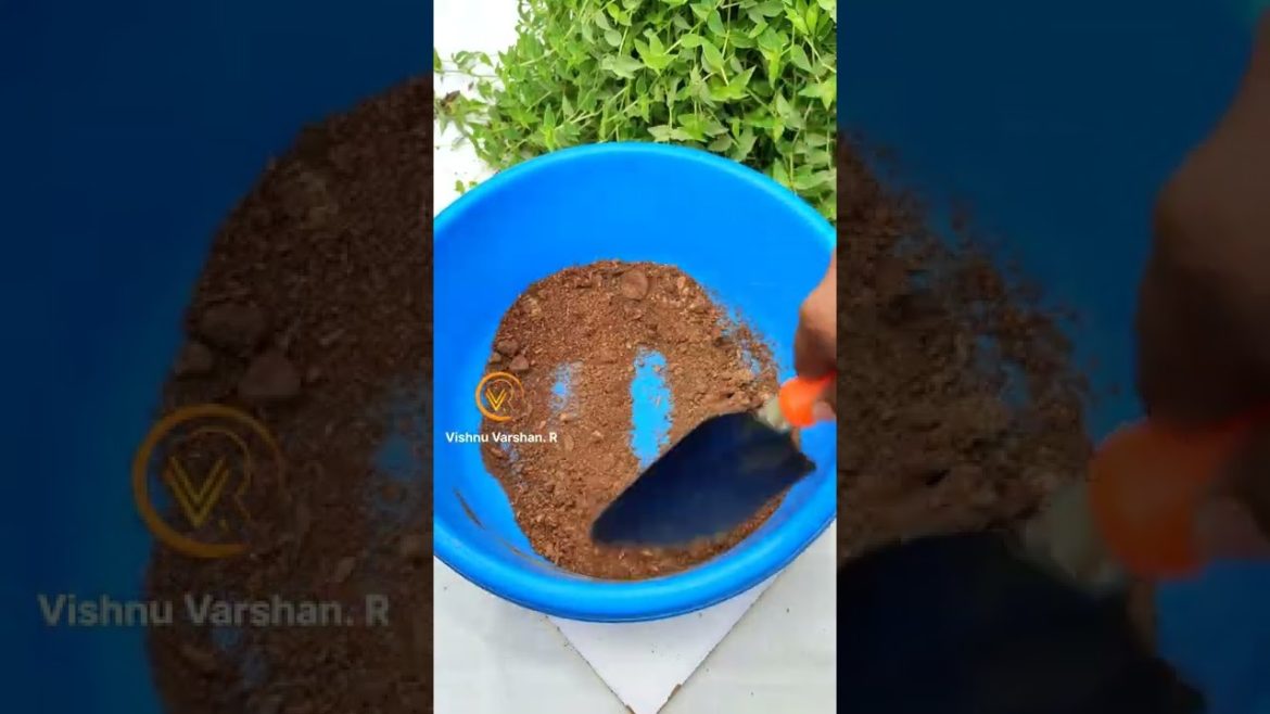 gardening tips the series | EPISODE NO 14 | turtle vine care #shorts #turtleVine gardening tips the series | EPISODE NO 14 | turtle vine care #shorts #turtleVine