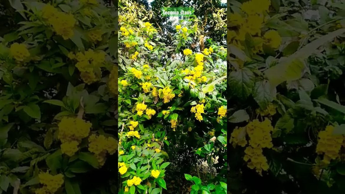 Tecoma Flowers plant. Flowers Garden Design. #viral #viralvideo #design #gardening #flowers .