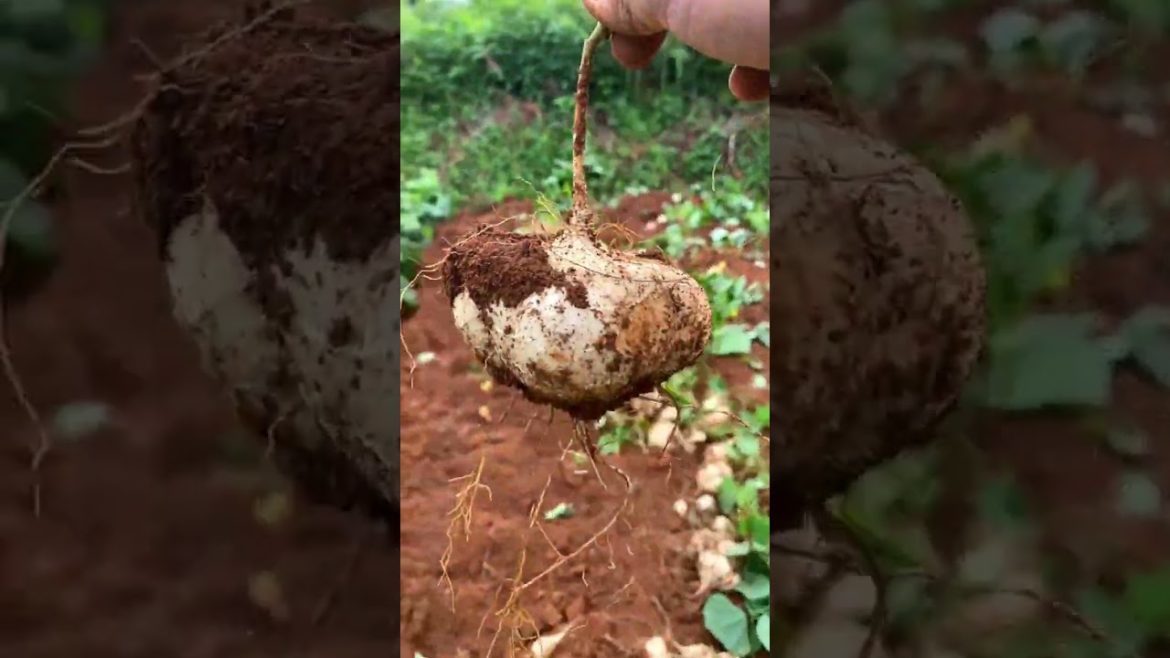 Fresh and Delicious Yam Bean roots [G4189]