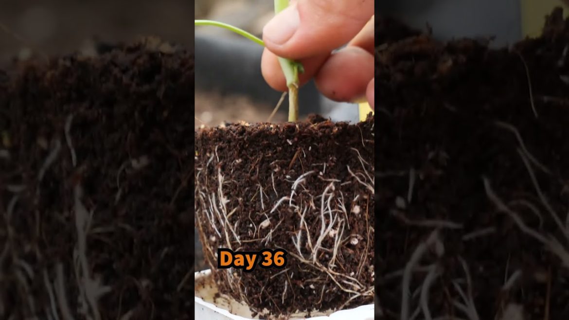 How to grow broccoli from seed to harvest - Container Garden