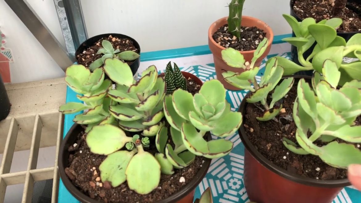 Update on succulent arrangement/ Dollar store garden supply haul
