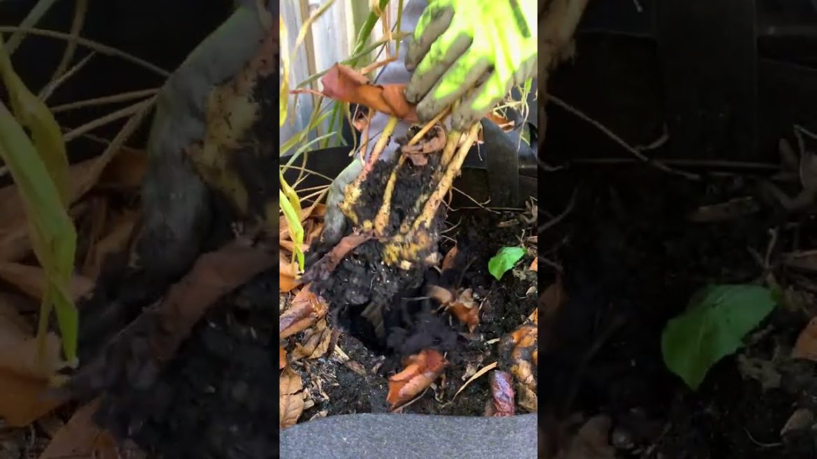 A calm Fall harvest in the garden, season ends but I'm making the most of the present moment! A calm Fall harvest in the garden, season ends but I'm making the most of the present moment!