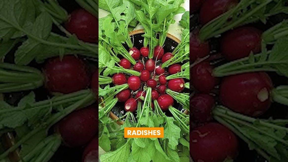 Vegetables You Can Grow Indoors #vagetables #edible #shorts