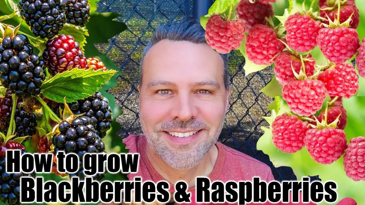 California Garden TV: How to Grow Blackberries and Raspberries How to Grow Blackberries and Raspberries