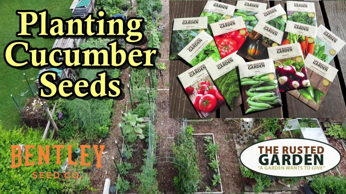 Gary Pilarchik: How to Plant Cucumber Seeds in Your Garden: The Rusted Garden & Bentley Seeds QR Code Video How to Plant Cucumber Seeds in Your Garden: The Rusted Garden & Bentley Seeds QR Code Video