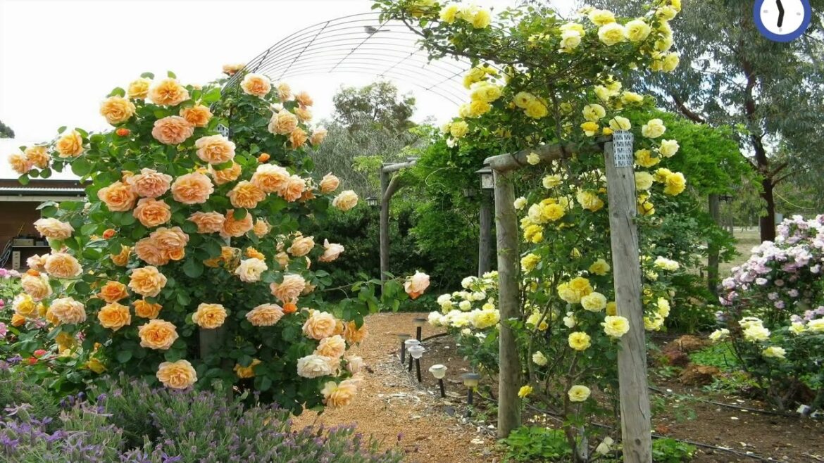 So beautiful home garden designs ideas & flowers with music So beautiful home garden designs ideas & flowers with music