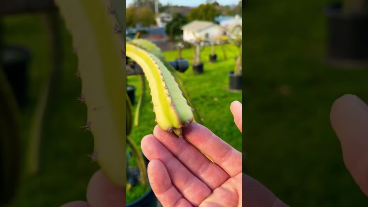 Black Dragon Fruit 🐉 #dragonfruit #pitahaya #dragonfruitfarming #gardening #hylocereus #cactus