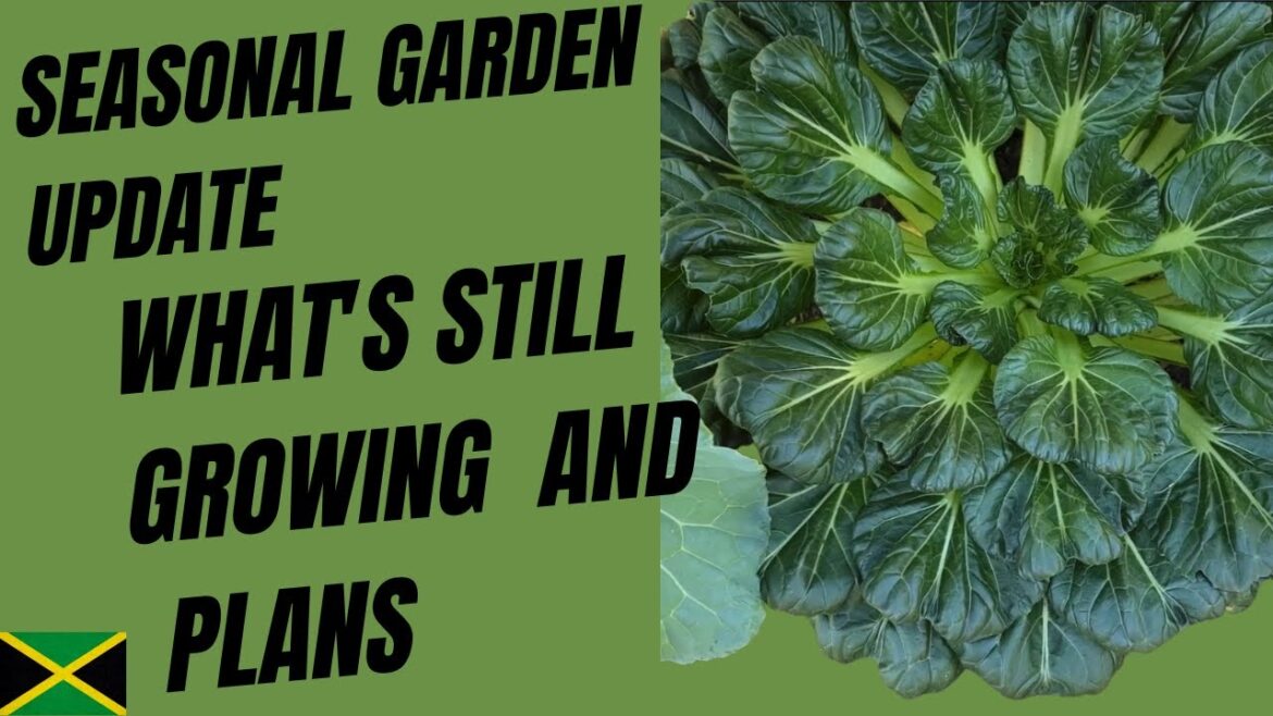 Seasonal Garden Update- What’s Still Growing and Plans Seasonal Garden Update- What's Still Growing and Plans