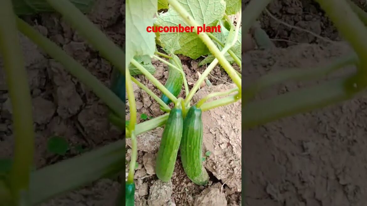 cucomber plant,vegetables,