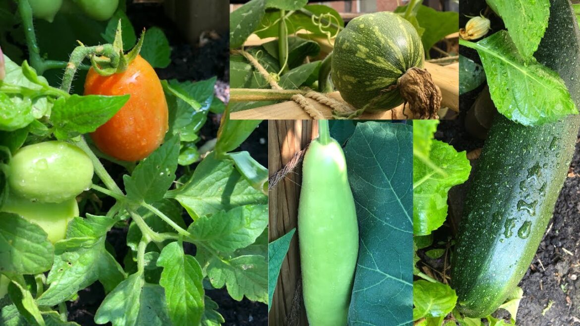 28th July 2022 Backyard Garden Tour |Small Scale Vegetable & Perennials Garden Tour Thursday, Canada 28th July 2022 Backyard Garden Tour |Small Scale Vegetable & Perennials Garden Tour Thursday, Canada