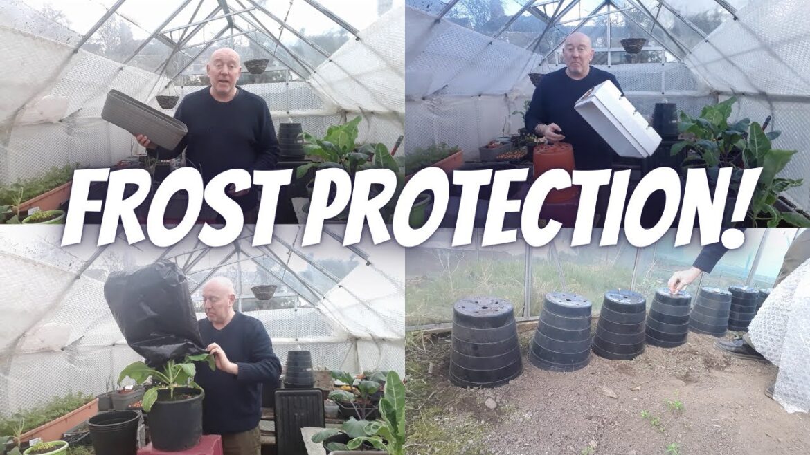 Maximum Frost Protection [Gardening Allotment UK] [Grow Vegetables At Home ]