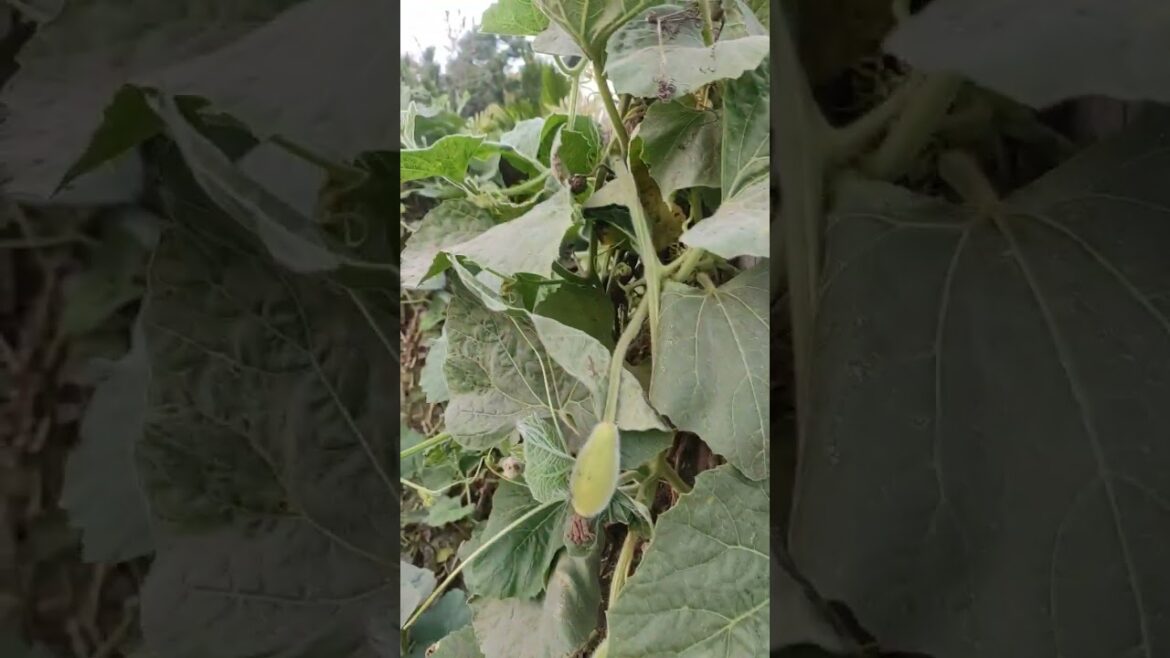 Desh mere । Vegetable Garden । #shorts