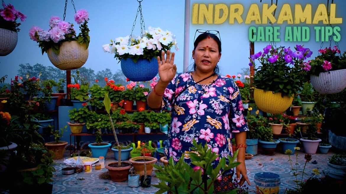 How to Care for Gardenia Jasminoides? (Cape Jasmine Plant Care and Tips) Nepali Gardening Tips How to Care for Gardenia Jasminoides? (Cape Jasmine Plant Care and Tips) Nepali Gardening Tips