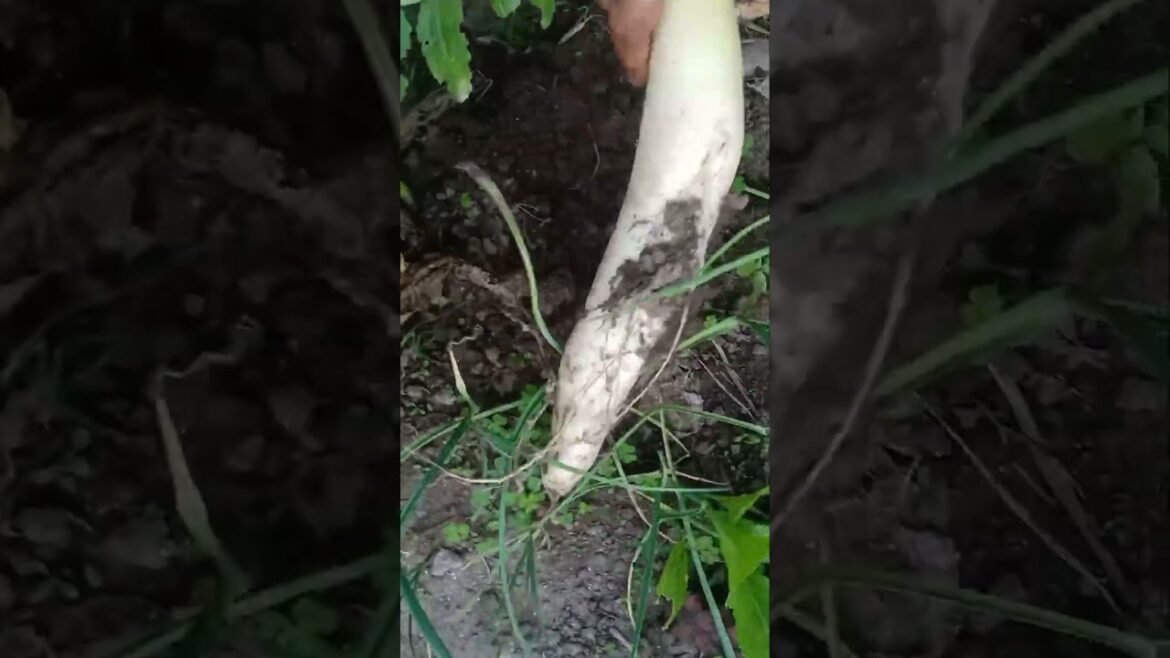 Vegetable Garden #shorts #youtube #shortvideo