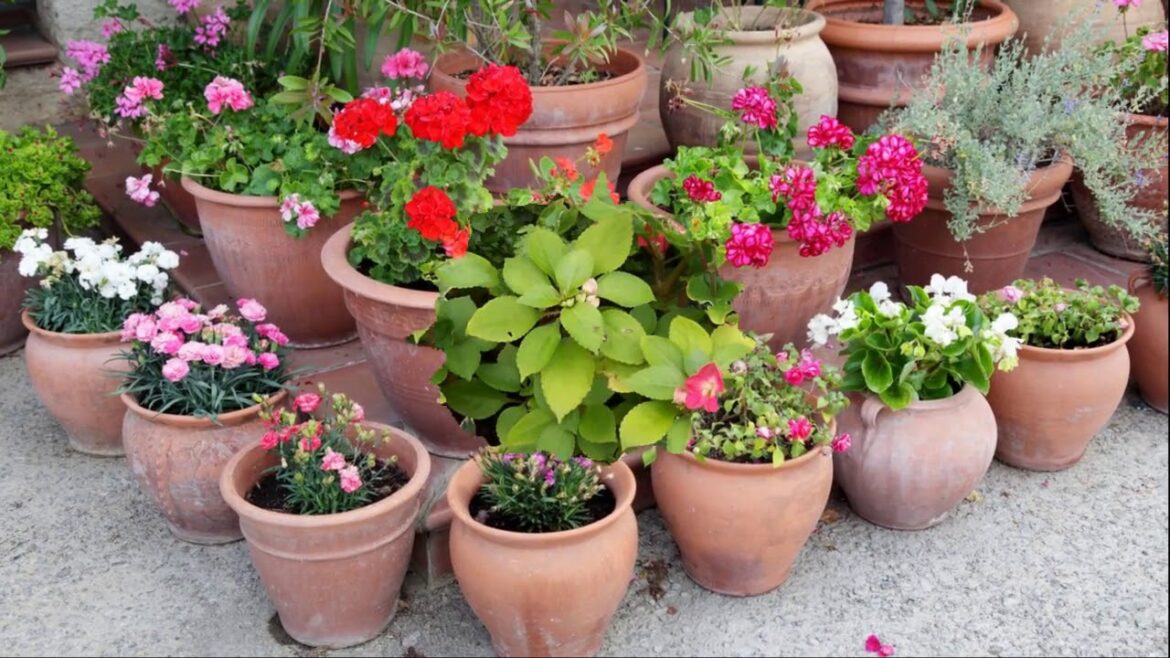 container gardening