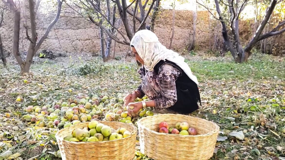 Grandma is Gardening and Cooking Delicious Okra