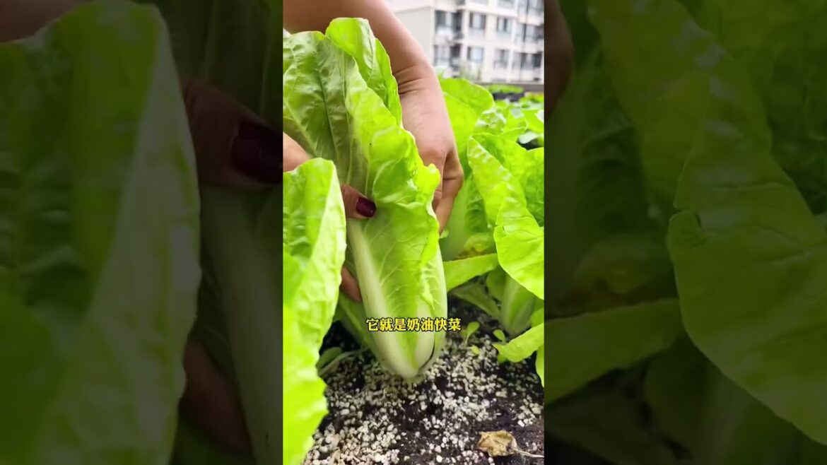 Episode 387 plant #shorts