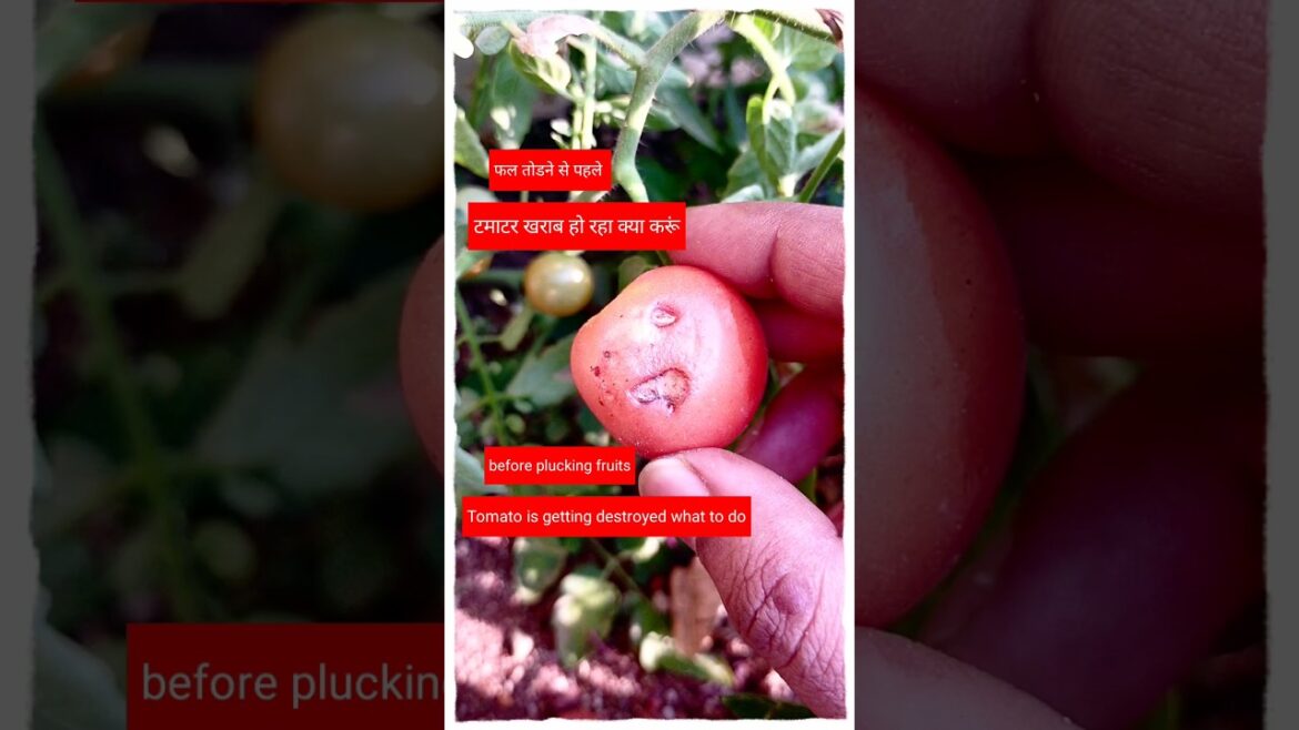 #shorts#gardening tips & home gardening #garden ideas for beginners & grow vegetables at home-tomato #shorts#gardening tips & home gardening #garden ideas for beginners & grow vegetables at home-tomato