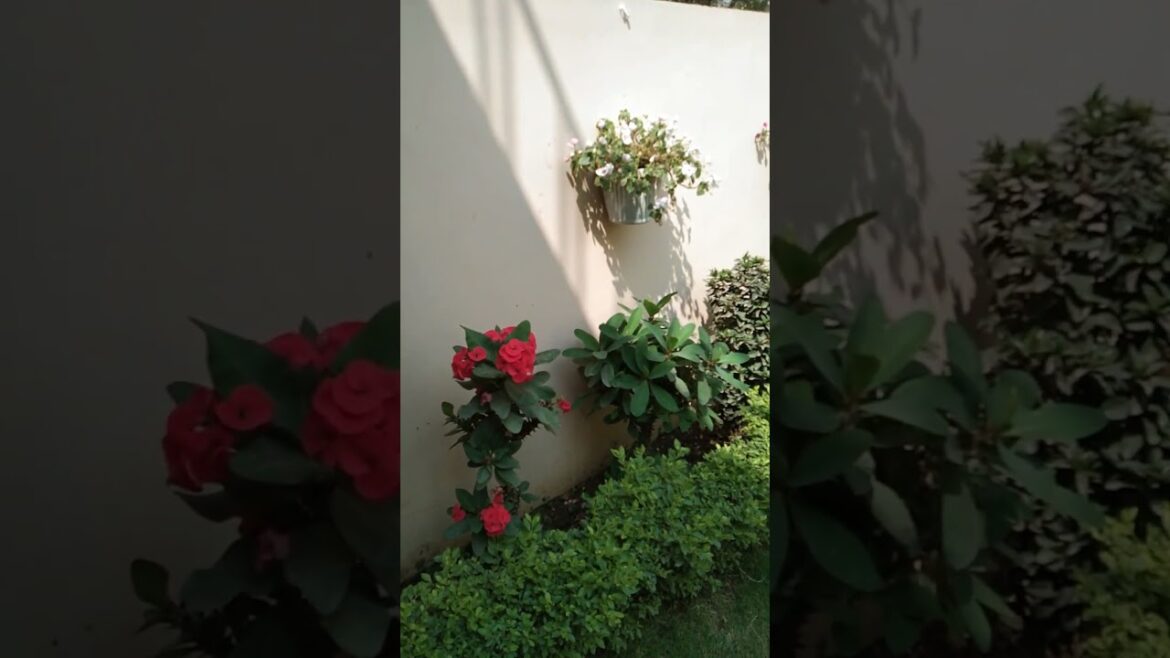 simple garden ideas |Ash garden ideas|diy garden ideas |diy landscaping ideas |garden ideas| #shorts