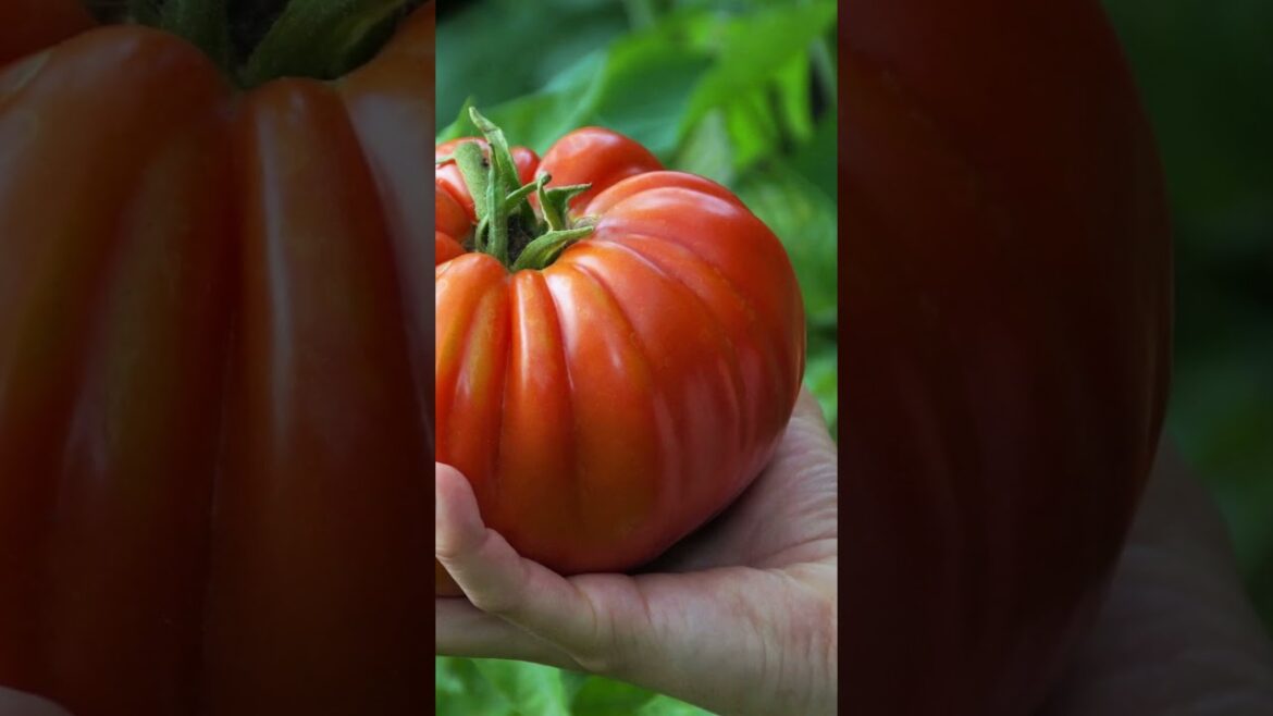 CANADA లో  55kg పండించాం మా GARDEN లో #teluguvlogs #telugushorts #canadateluguvlogs