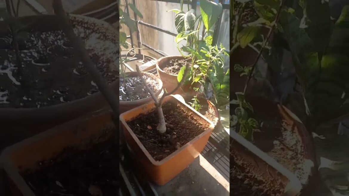 Window Garden | The Passionate Gardener | Tips n Tricks