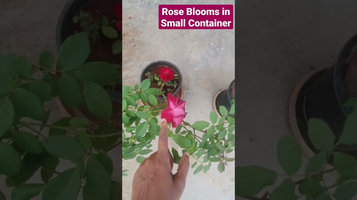 Rose Blooms in small Pot/ #shorts /#Container Garden #Trending #Viral #Itsme Thatwini