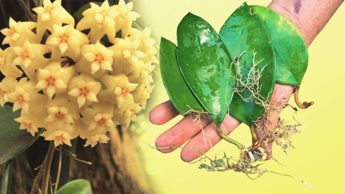 Growing Hoya from Sand Cuttings Made Easy | Beginners Guide | Gardening Growing Hoya from Sand Cuttings Made Easy | Beginners Guide | Gardening