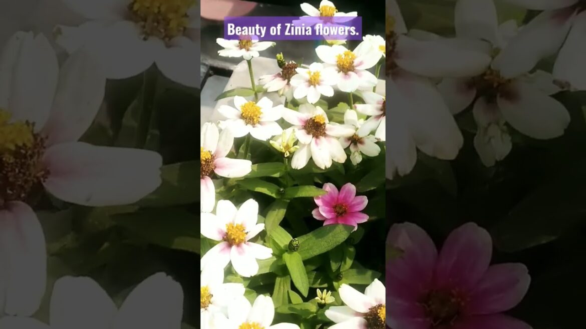Beauty of Zinia flowers. Flowers garden design ideas. #flowers #zinia #design #gardening #viral .