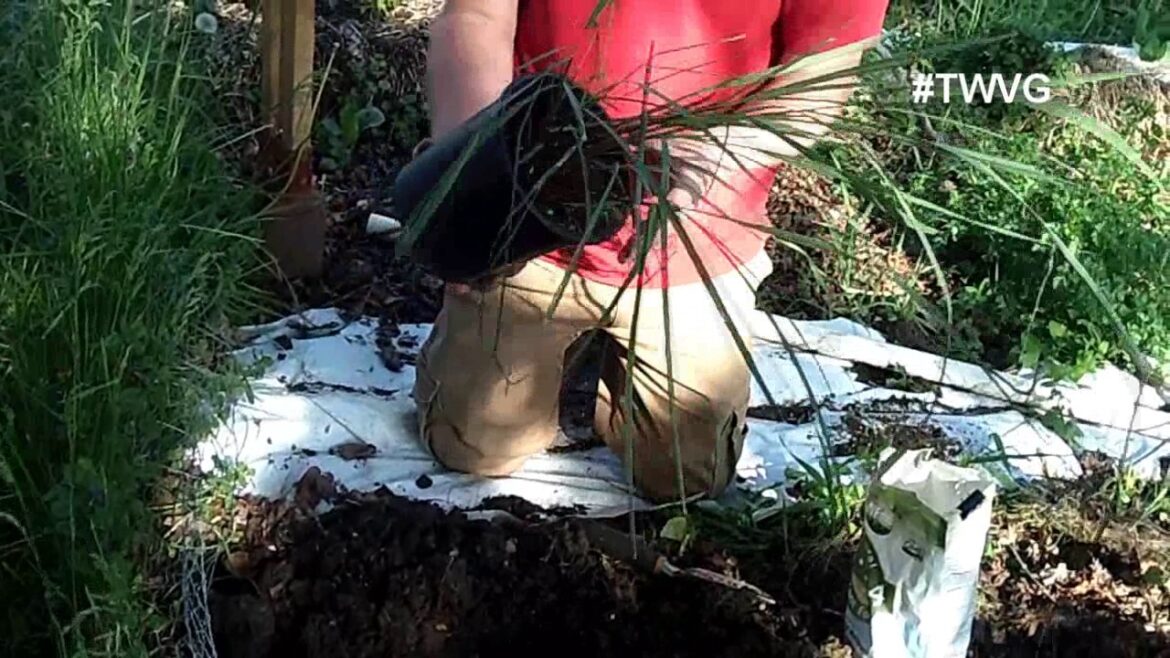 Planting Lemongrass Quick Tip The Wisconsin Vegetable Gardener