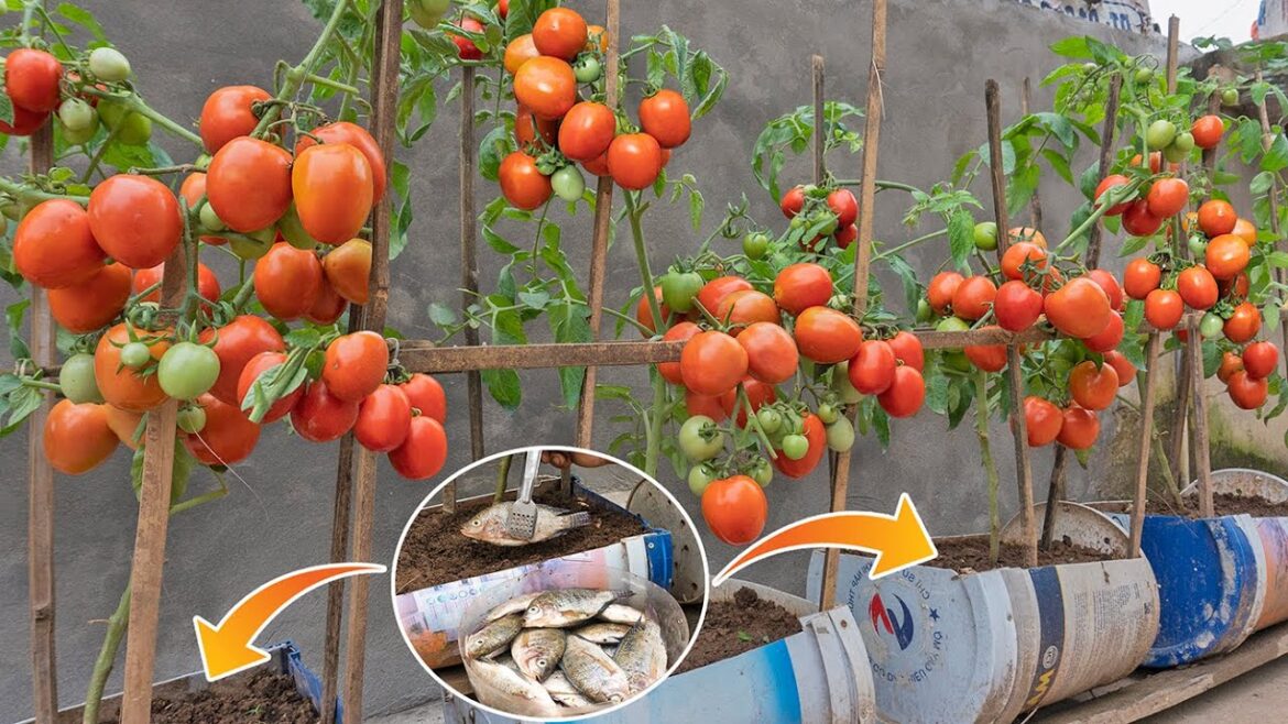 Miracle of growing super fruit tomatoes with just this fertilizer, how to grow tomatoes for beginner