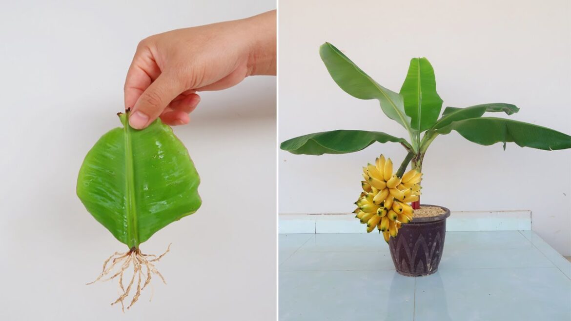 Unbelievable! Growing tips banana leaf for beginners
