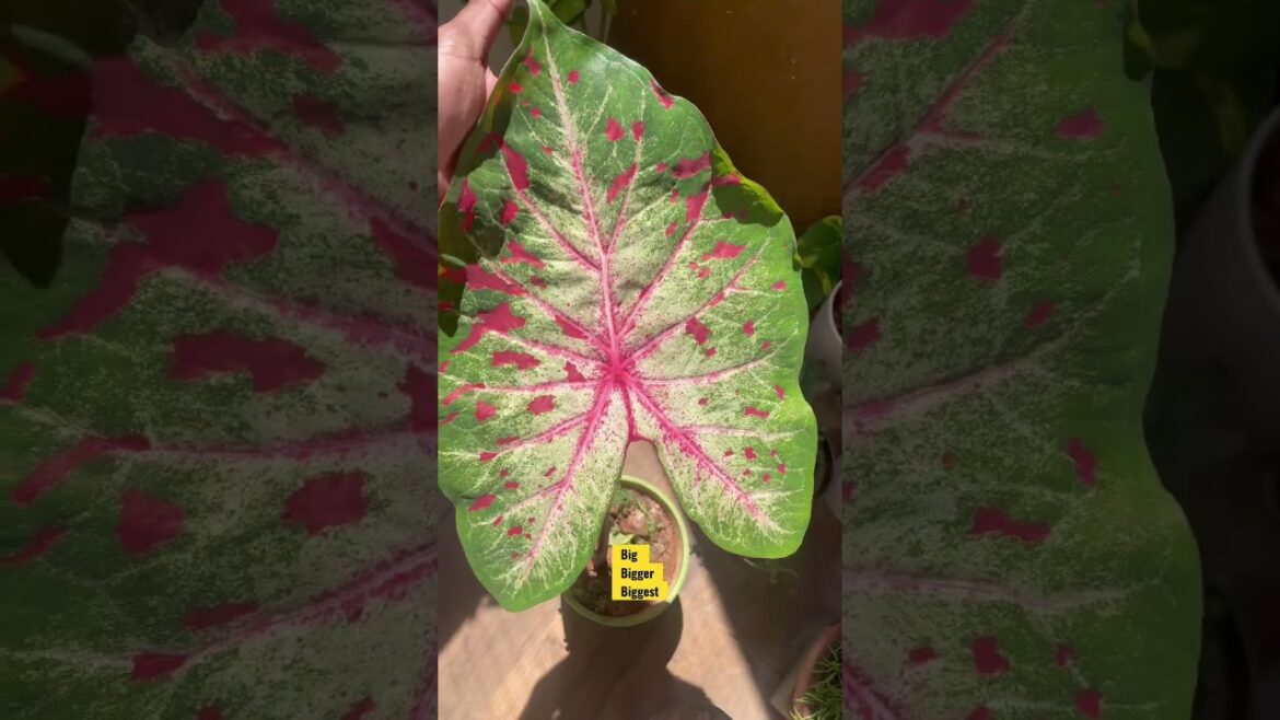 You Have to See This to Believe it: The Biggest Leaf You'll Ever See in 4K! #shortfeed