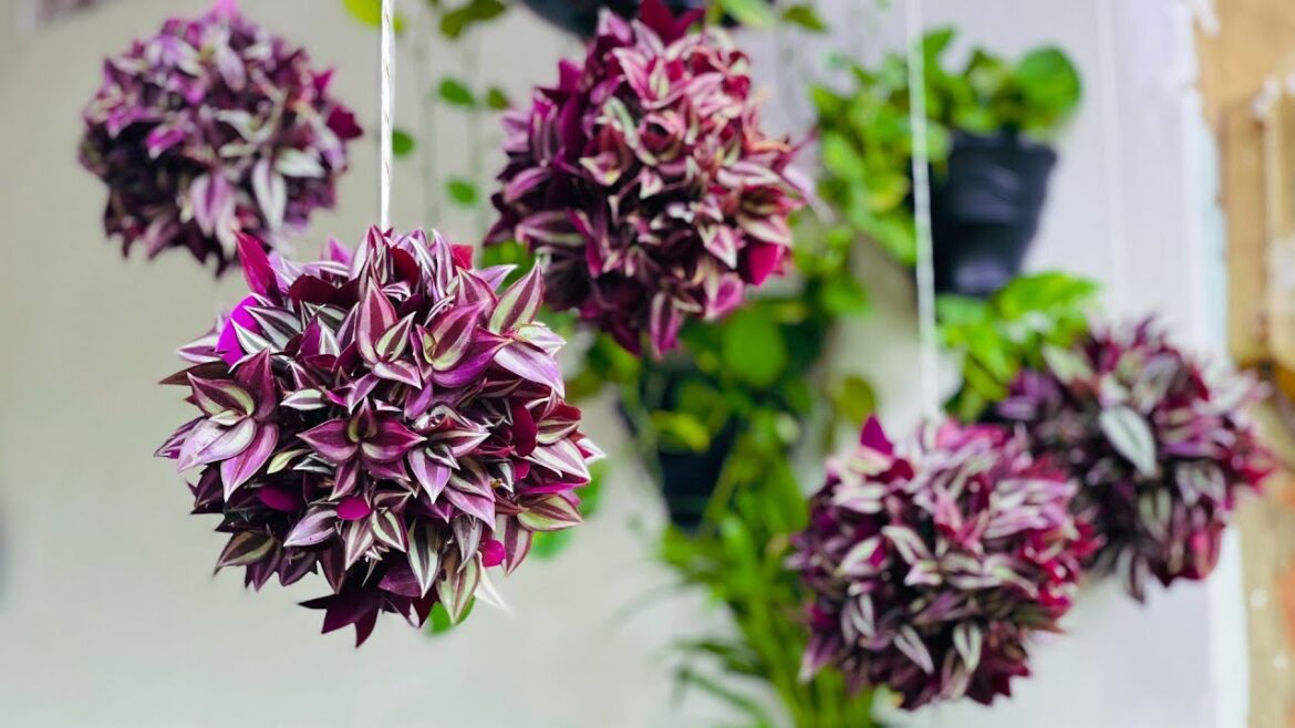 How to Make Mini Inch Plant Hanging Balls | Hanging Garden Ideas | Hanging Plants Ideas//GREEN DECOR How to Make Mini Inch Plant Hanging Balls | Hanging Garden Ideas | Hanging Plants Ideas//GREEN DECOR