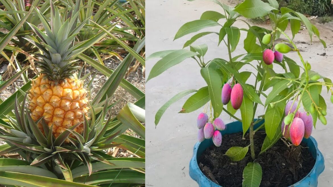 How to wear pineapple to cultivate sleeves at home and get delicious fruits How to wear pineapple to cultivate sleeves at home and get delicious fruits