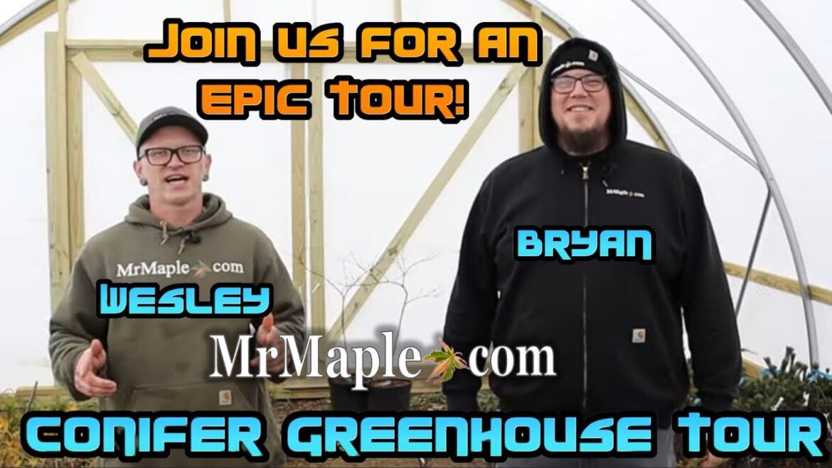 Conifer Greenhouse Tour | Evergreen Plants & Conifers | MrMaple Walkthrough Wednesdays Conifer Greenhouse Tour | Evergreen Plants & Conifers | MrMaple Walkthrough Wednesdays