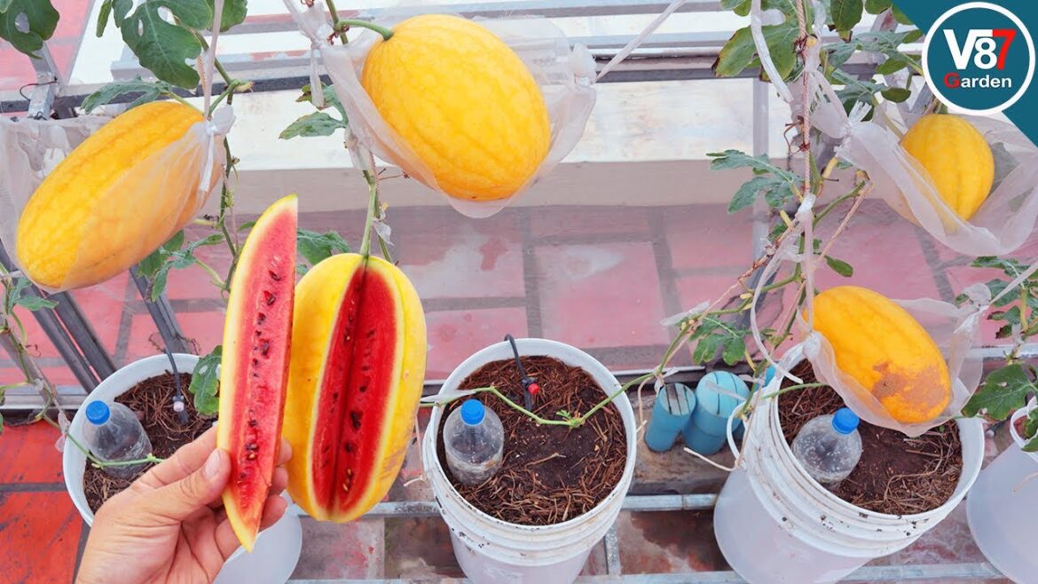 Planting Watermelon in Container? You Won't Believe What Happened Next!