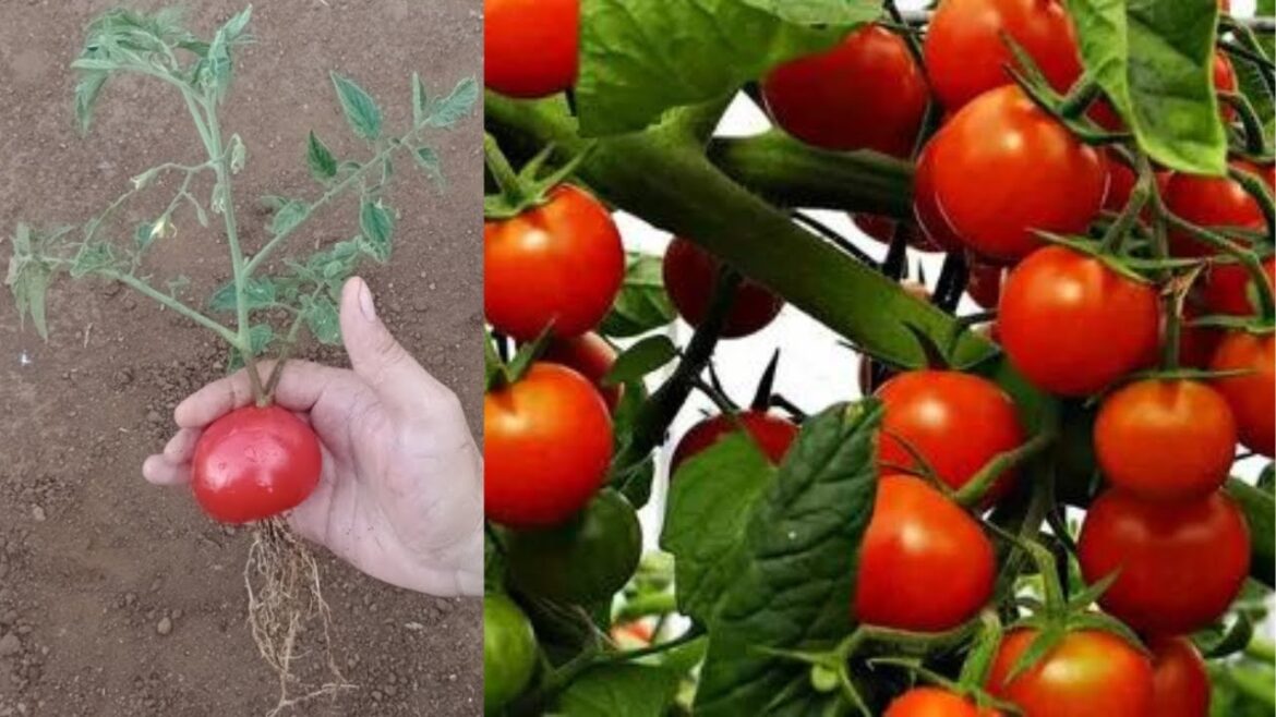 DIY - SECRET METHOD ON HOW TO GROW TOMATOES EASILY AND SUCCESSFULLY [ easy step by step ]