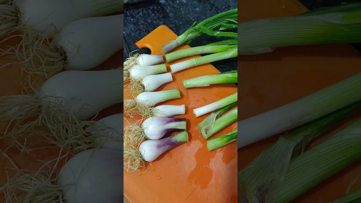 Regrowing Veggies From Kitchen #vegetablegarden #kitchengardening #shorts #viral