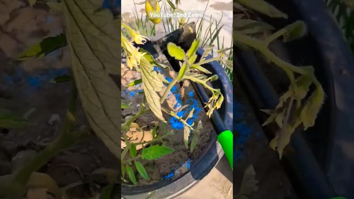Create a Stunning Home Garden – Ideas and Tips | #shorts #short #viralshorts #gardening Create a Stunning Home Garden - Ideas and Tips | #shorts #short #viralshorts #gardening