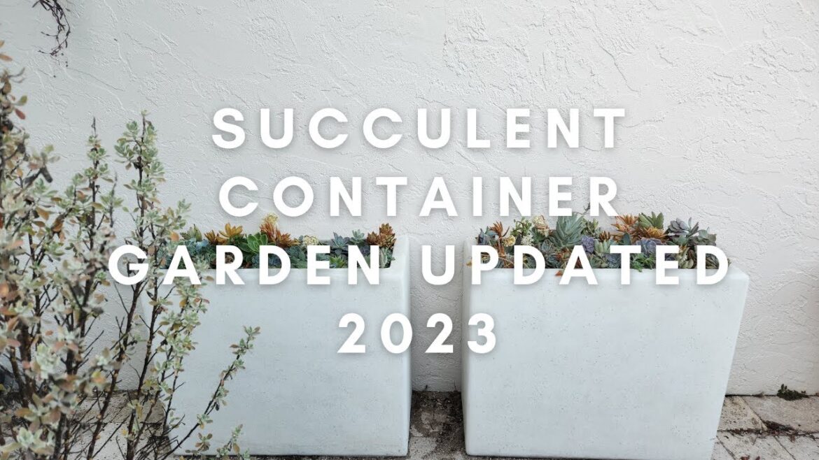 Succulent Container Garden Updated 2023