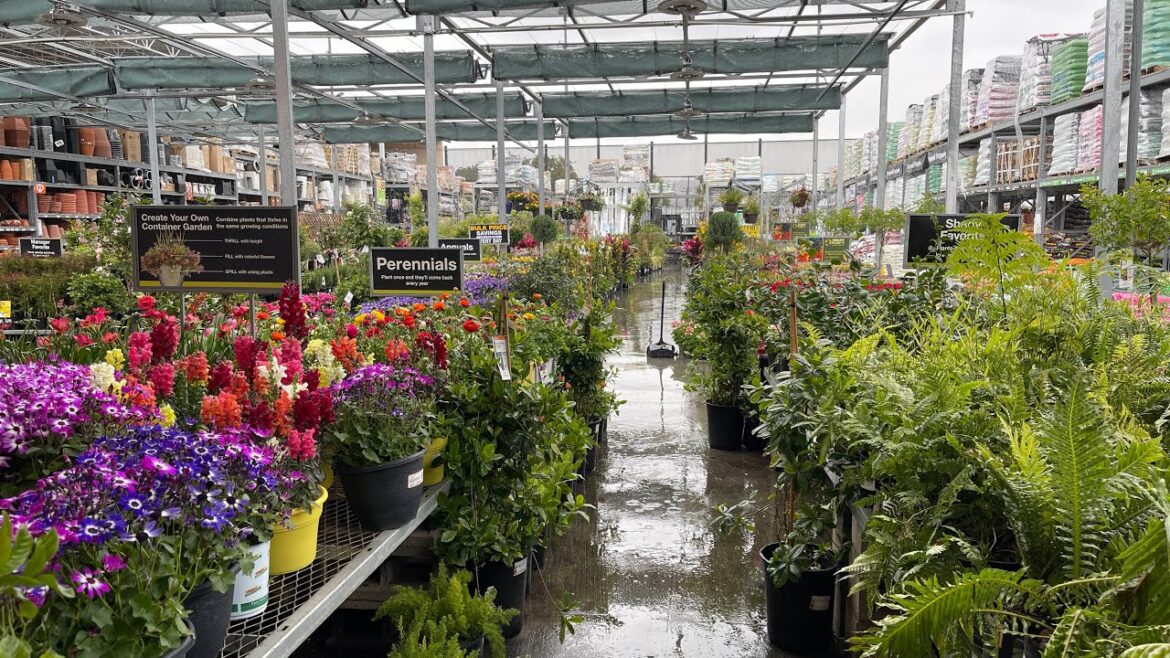 Live at Home Depot on a Sunday morning looking through the garden department ￼