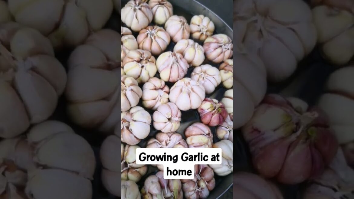 growing garlic and onion at home.   22 February 2023