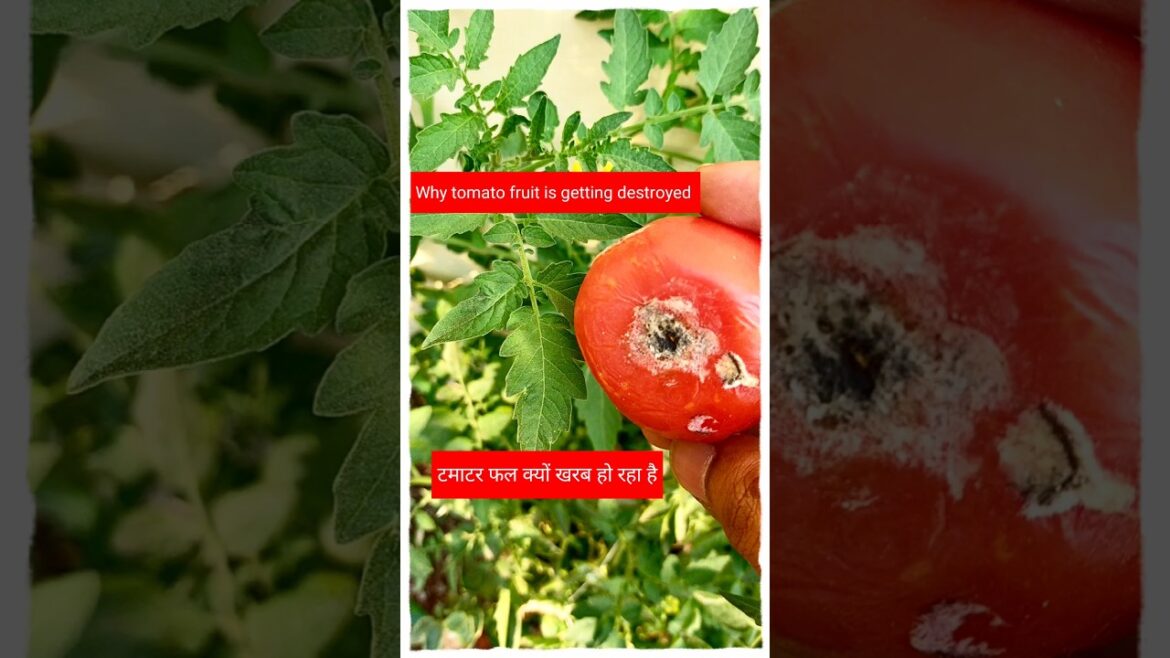 #shorts#gardening tips & home gardening#garden ideas for beginners & grow vegetables at home-tomato #shorts#gardening tips & home gardening#garden ideas for beginners & grow vegetables at home-tomato