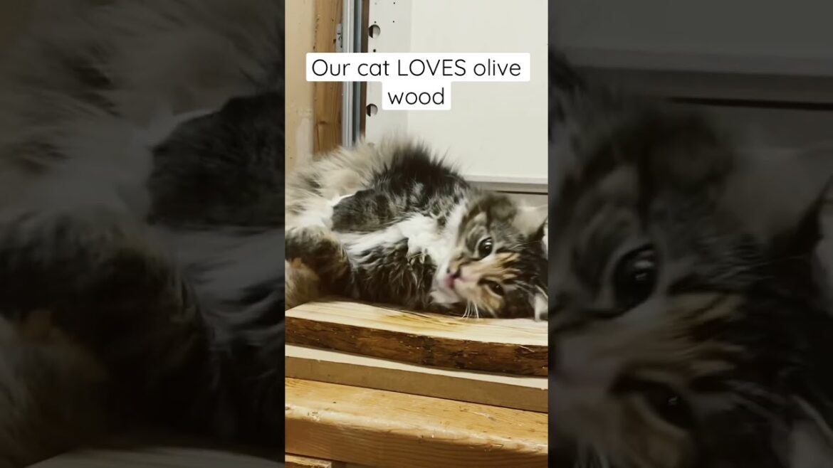 The saw dust, olive wood loving shop cat!