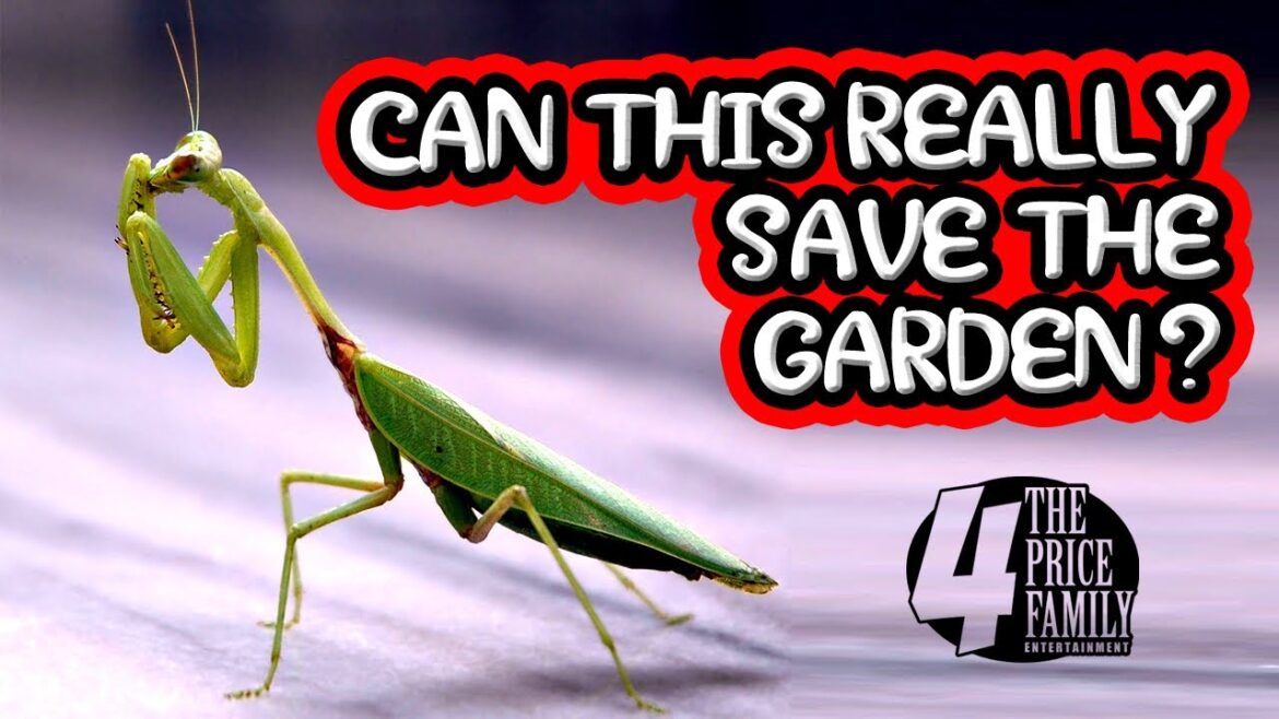 BENEFICIAL INSECT UNBOXING FOR OUR GROWING BACKYARD GARDEN !