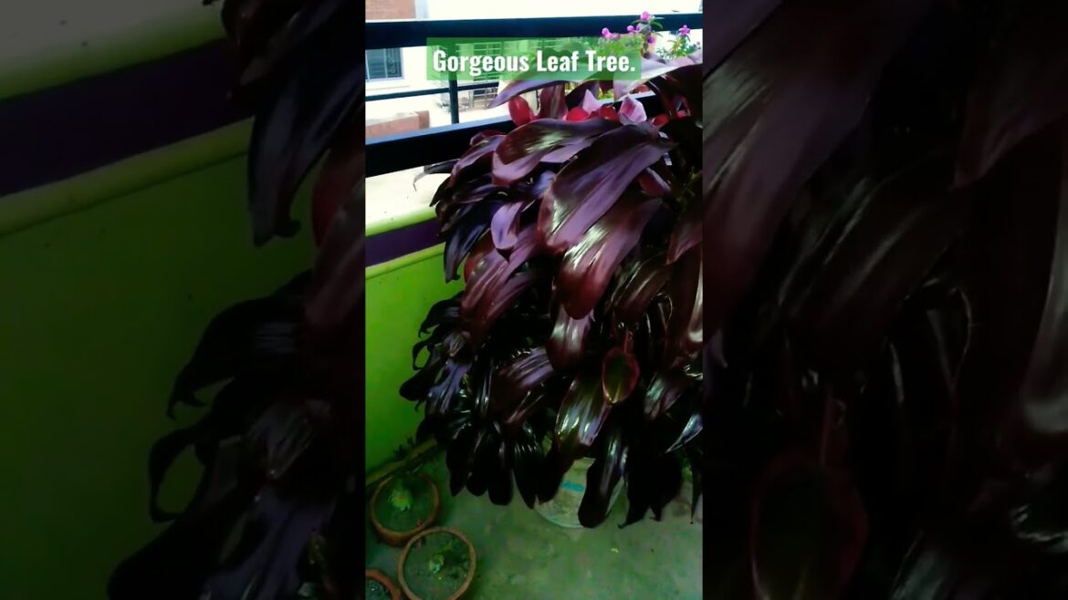 Gorgeous leaf tree. Design for rooftop gardening. #viral #viralvideo #design #gardening #shorts.